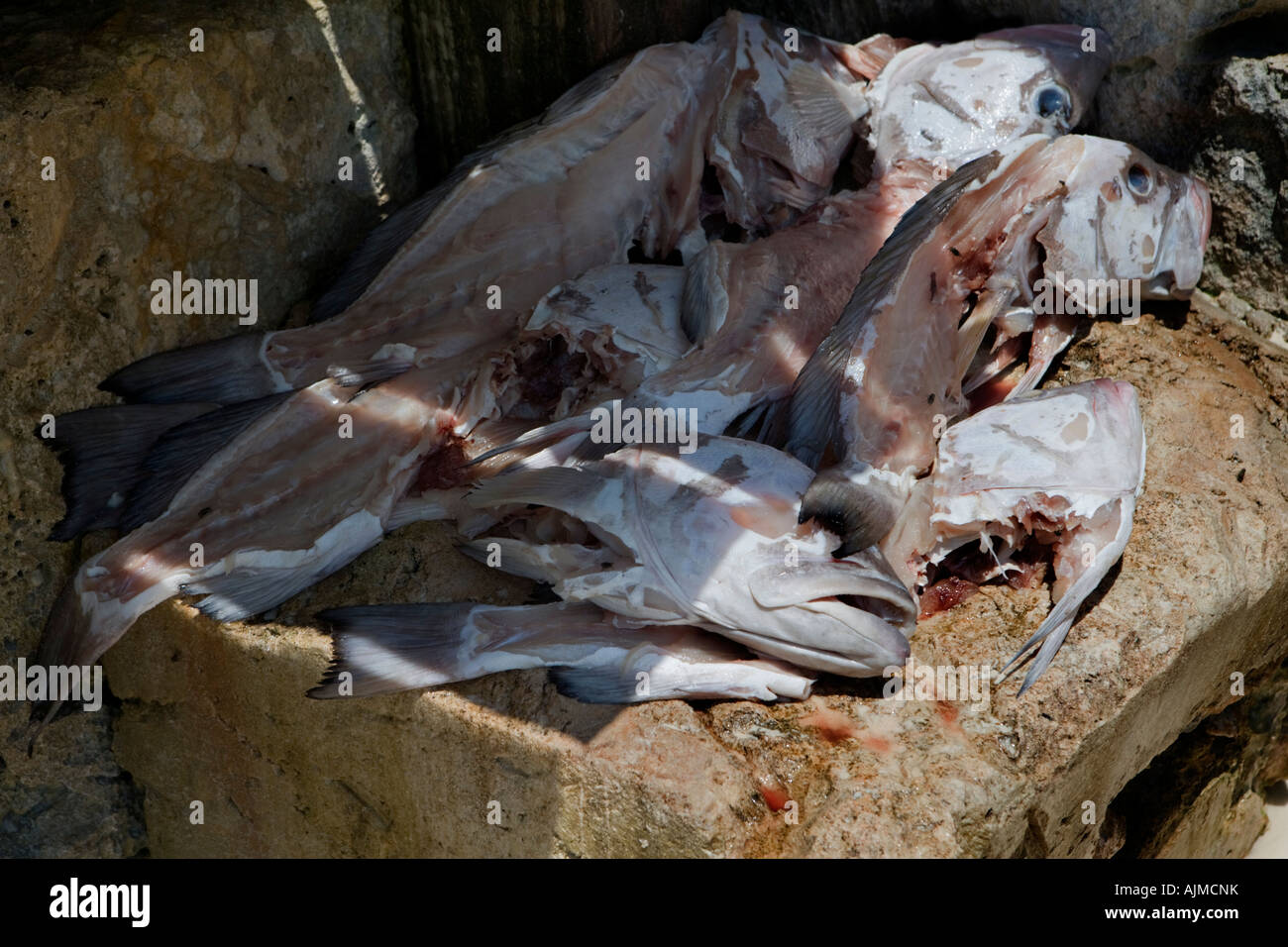 Un trito di parti di pesce per essere utilizzato per la pesca Foto Stock