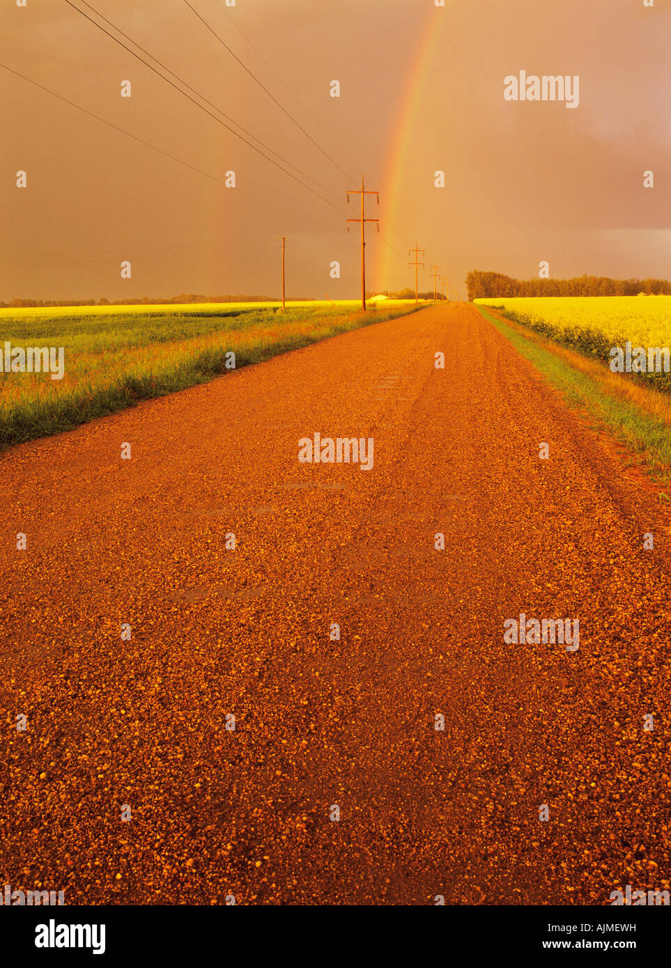 Strada di campagna circondata da campi di canola vicino a Edmonton, Alberta Foto Stock
