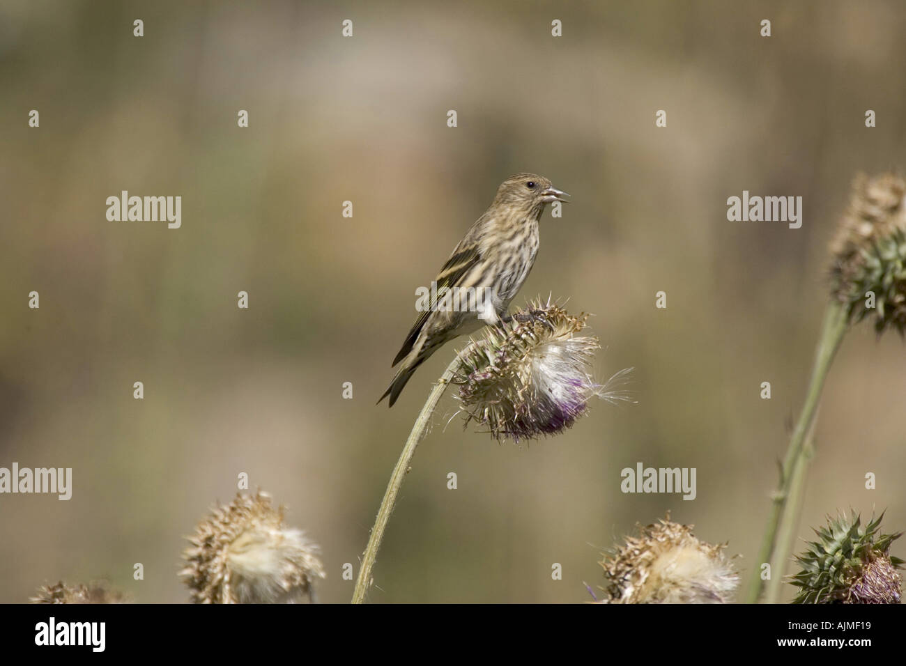 Pine Lucherino Carduelis pinus bird su thistle testa Foto Stock