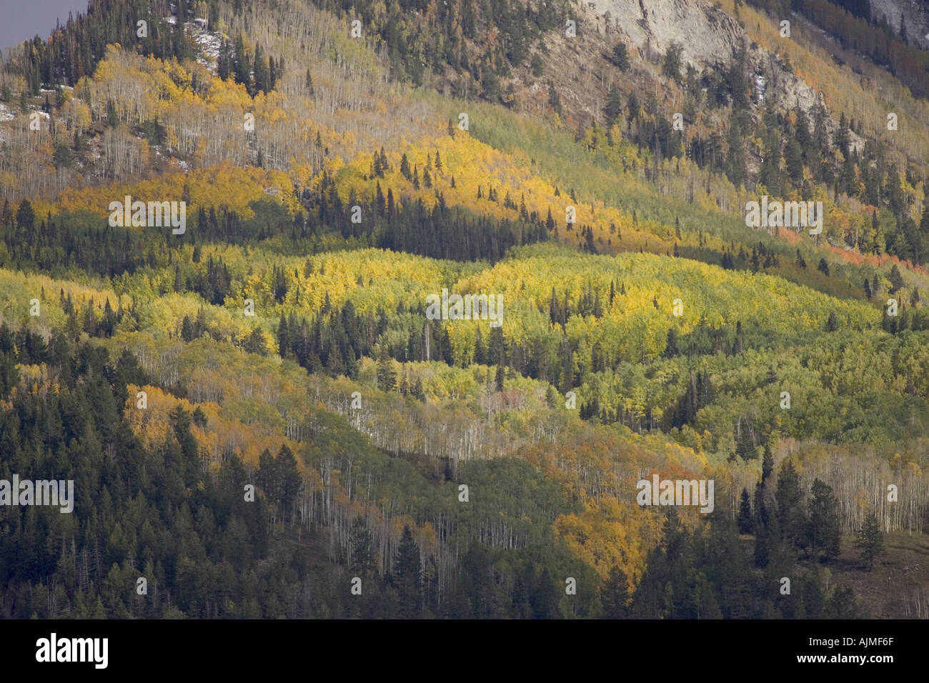 Paesaggio del Colorado di conifere alberi decidui insieme in autunno autunno a colori Foto Stock