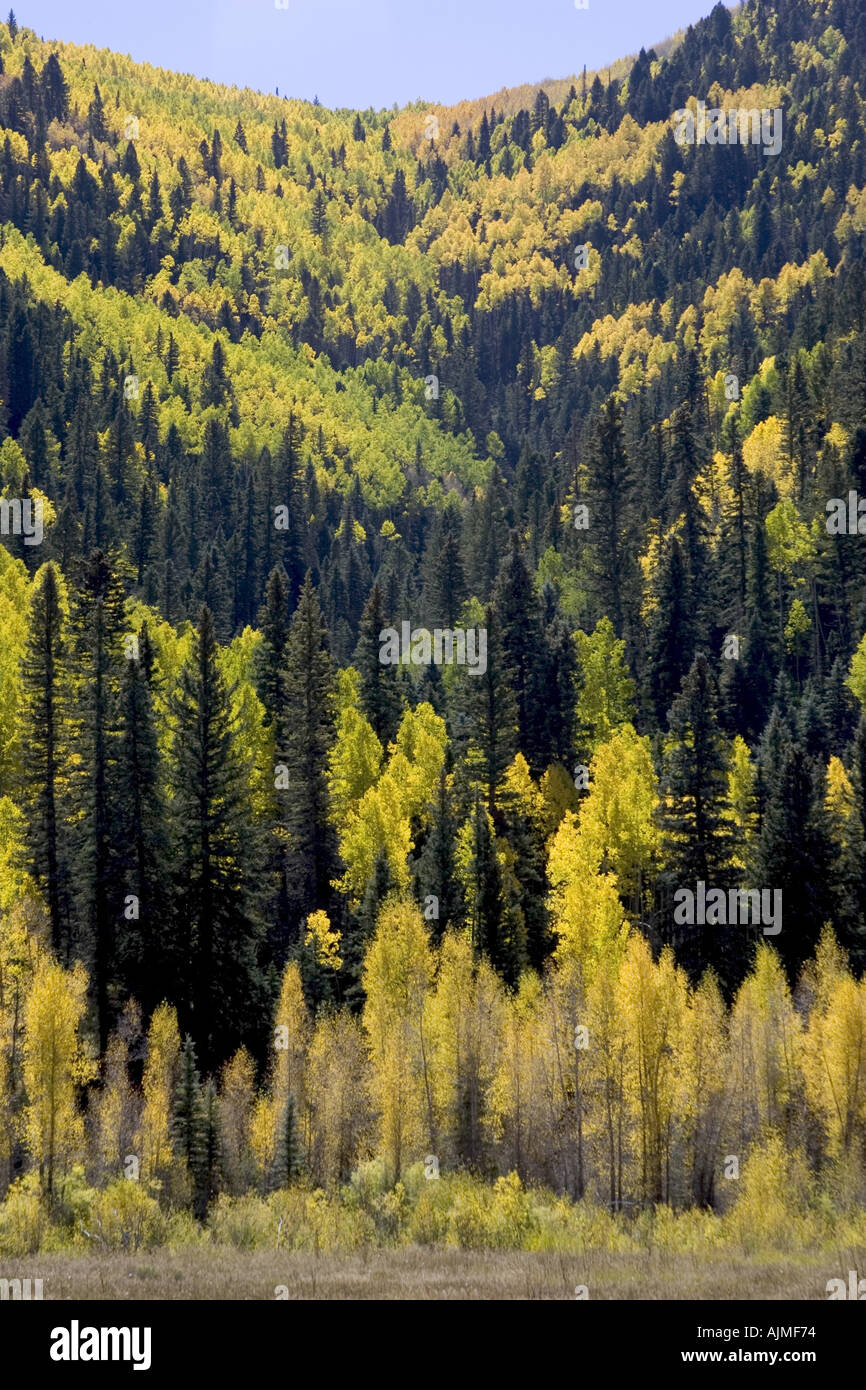 Aspen alberi di conifere e latifoglie Populus tremula Autunno Autunno a colori Foto Stock
