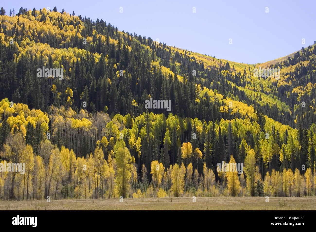 Aspen alberi di conifere e latifoglie Populus tremula Autunno Autunno a colori Foto Stock
