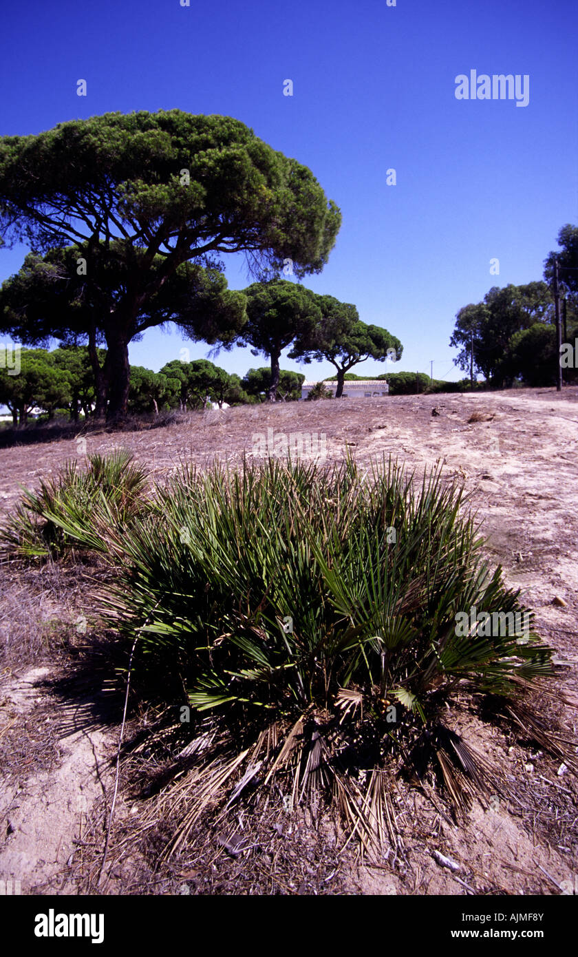 Chamaerops humilis, Algarve, PORTOGALLO Foto Stock