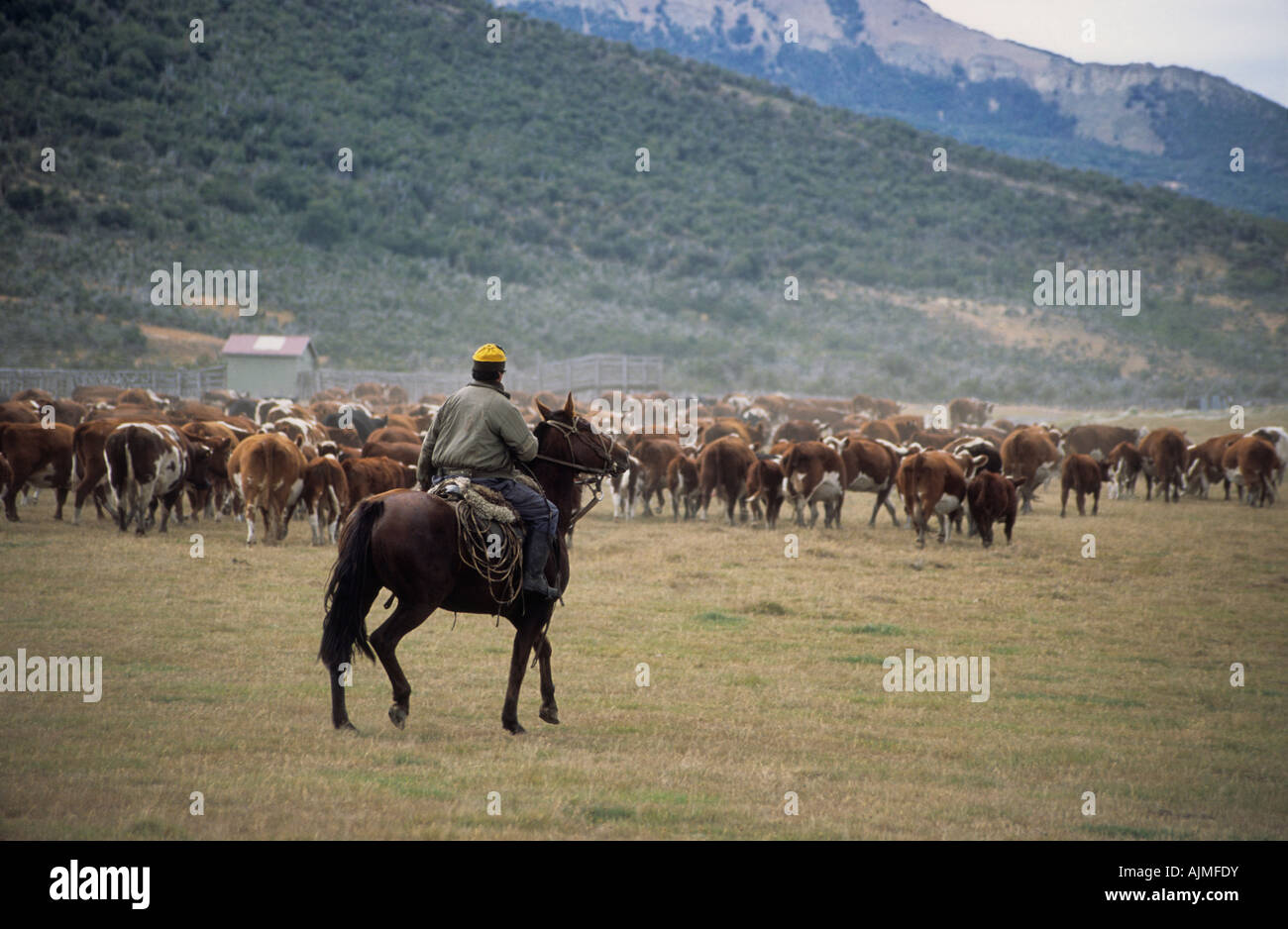 Gaucho a cavallo allevamento del bestiame nei pressi di El Calafate, Patagonia, Argentina Foto Stock