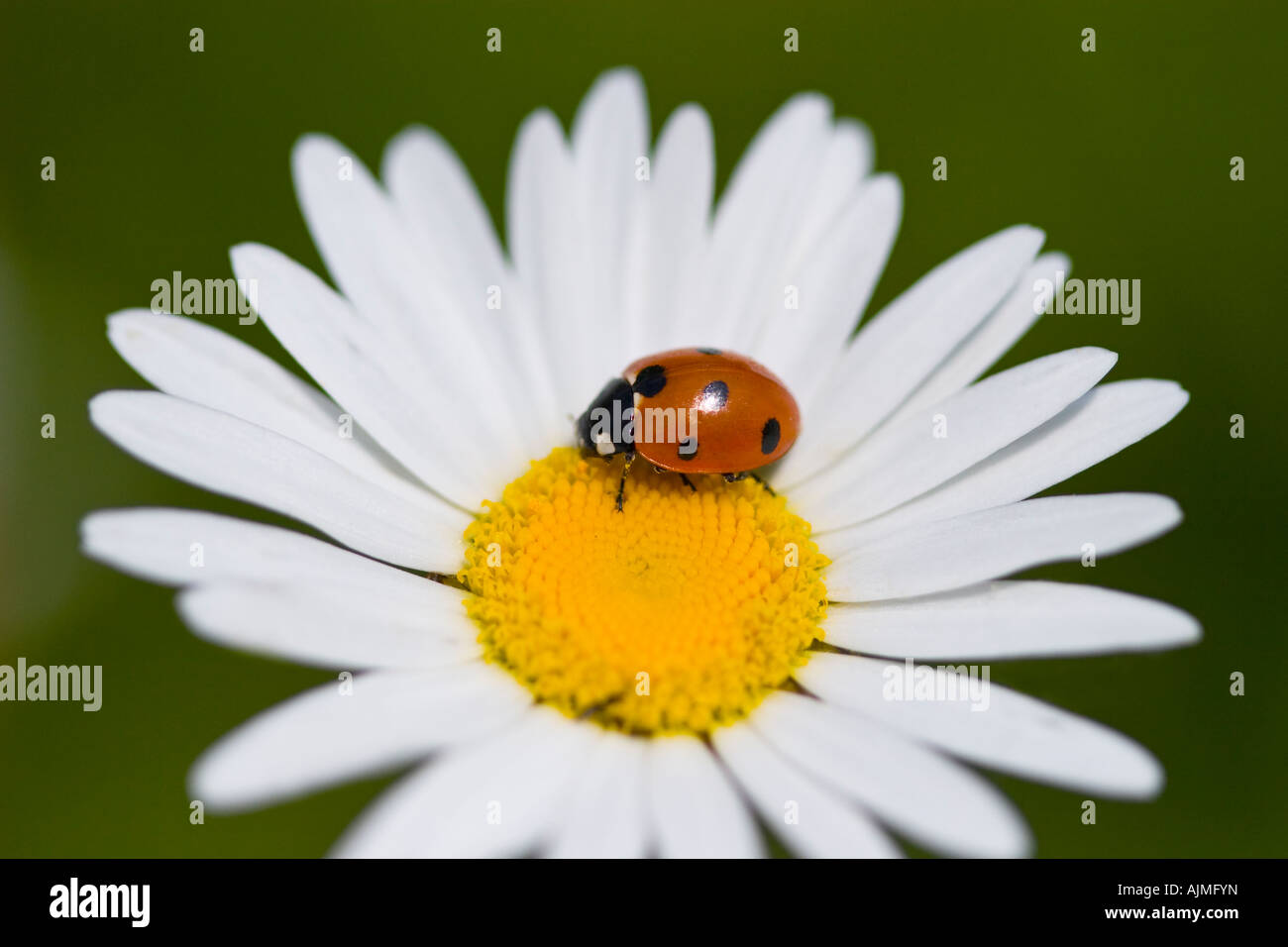 Sette-spot Ladybird (Coccinella septempunctata) su Oxeye daisy flower Foto Stock