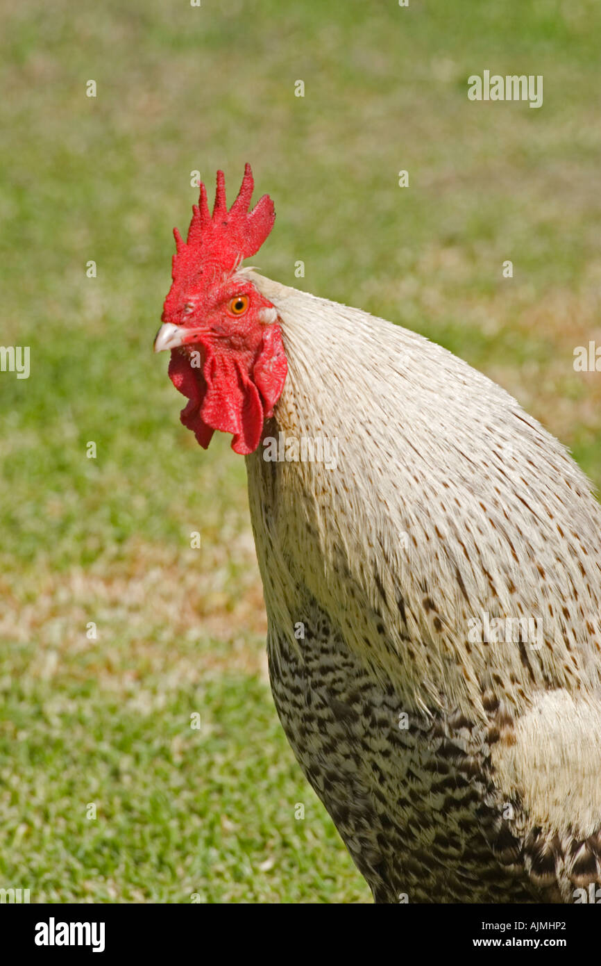 Nuova Zelanda Isola di Waiheke azienda Rooster sbarrate Rock Foto Stock