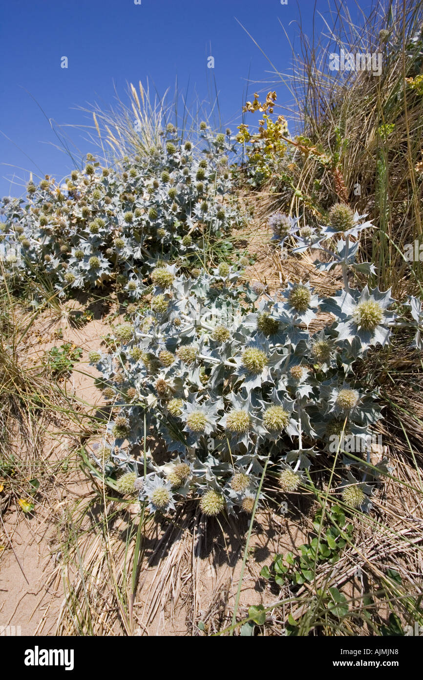 Intrico di mare Holly Eryngium maritimum sulle dune di sabbia Woolacombe Devon UK Foto Stock