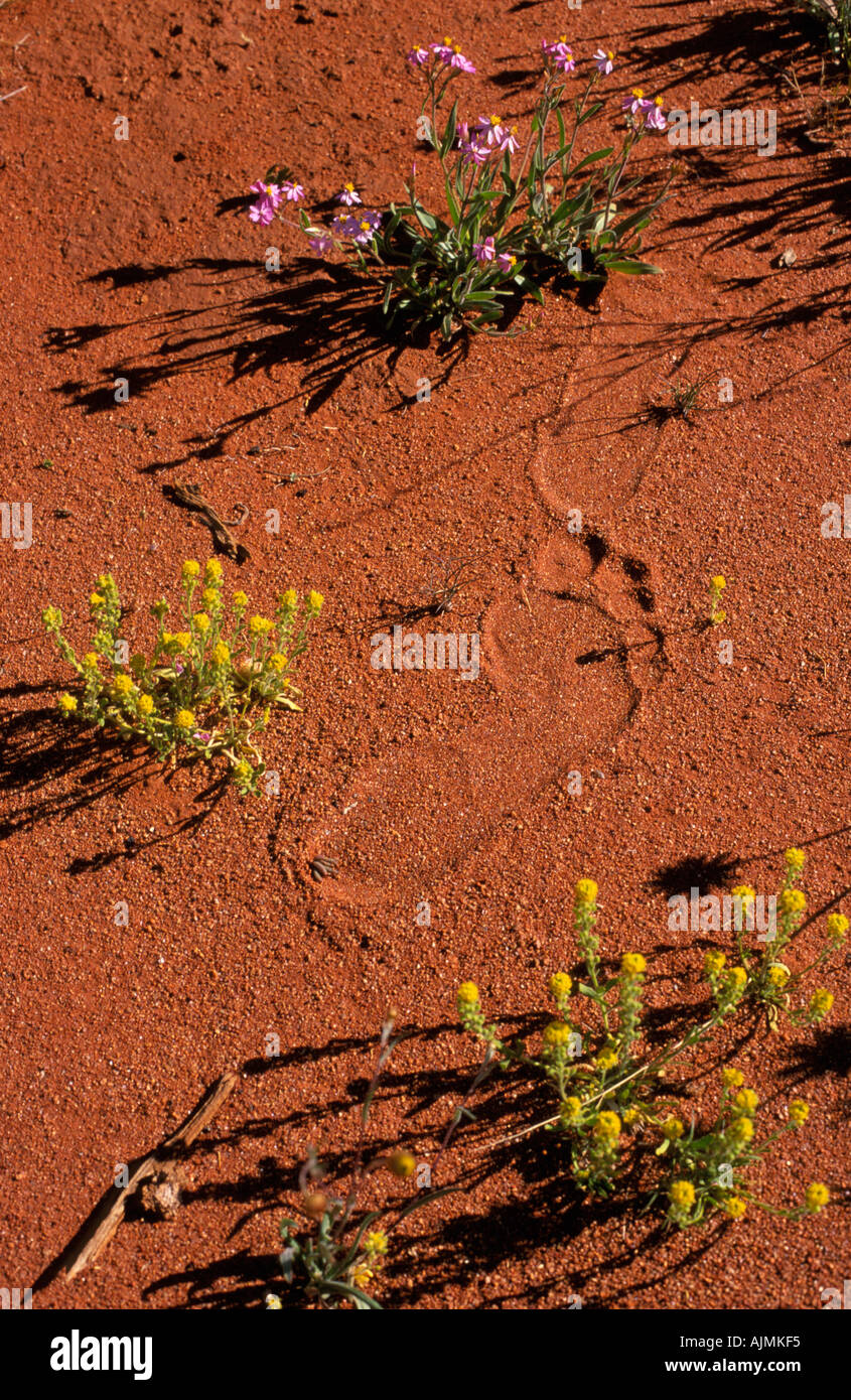 Impronta in sabbia del deserto outback Australia Foto Stock