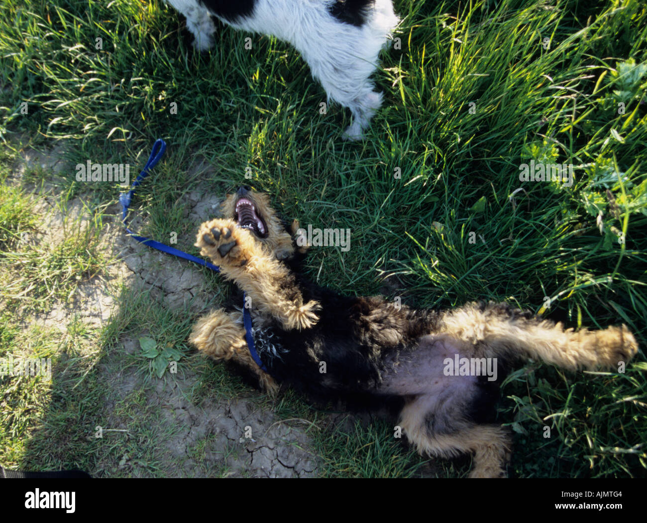 Due giovani cani in playfull umore Foto Stock