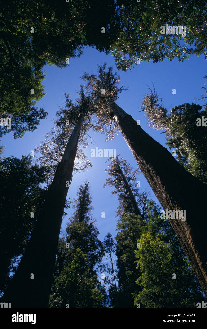 Vecchia Foresta, Styx Valley, Tasmania Foto Stock