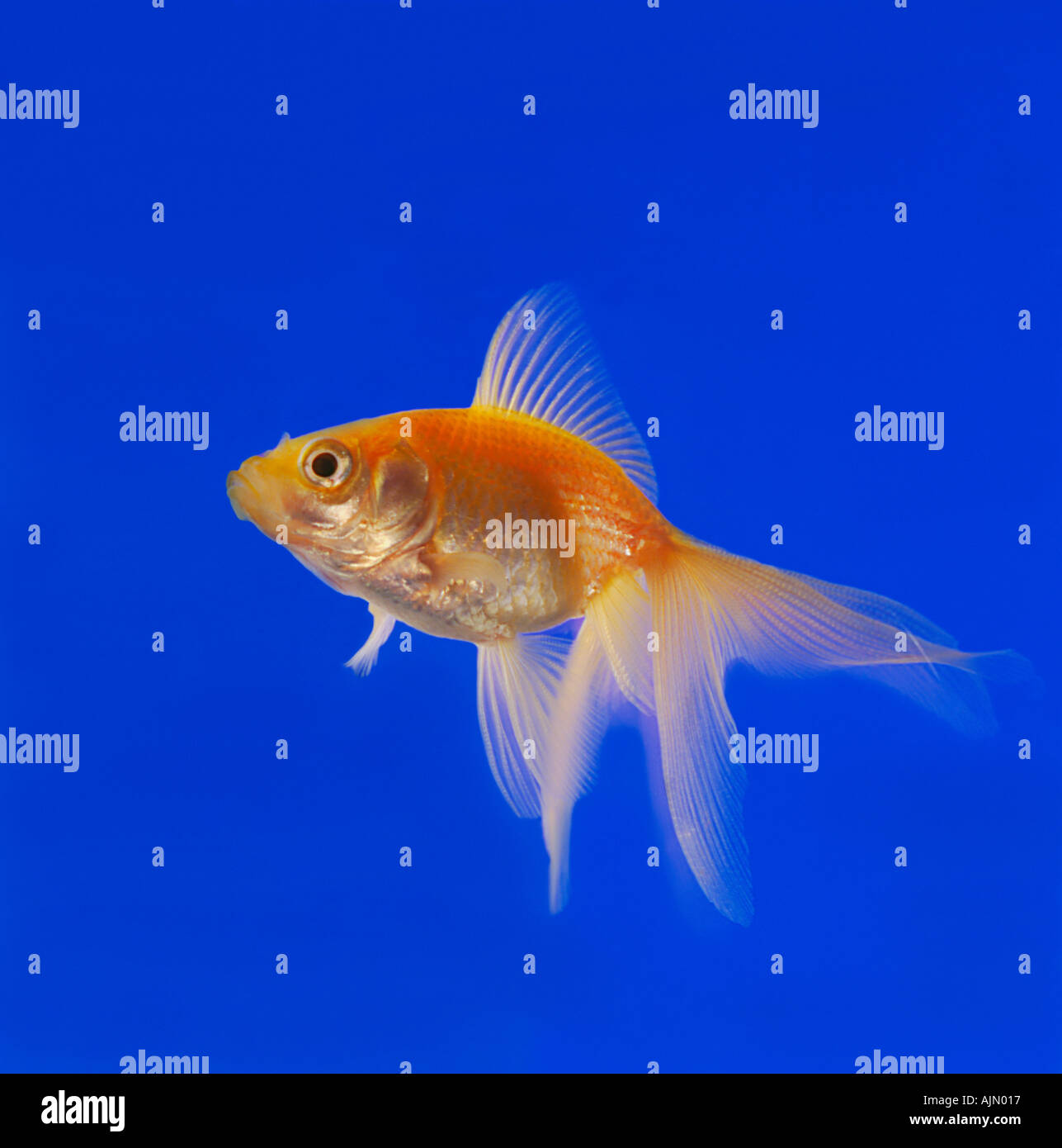 Fiocco Goldfish Foto Stock