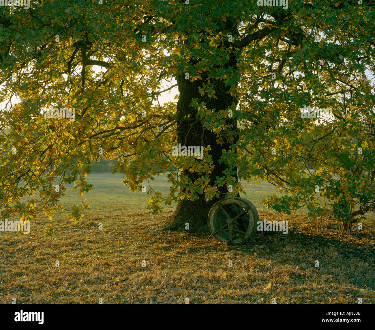 Rullo di erba sotto la quercia vicino campo da cricket a inizio autunno Foto Stock