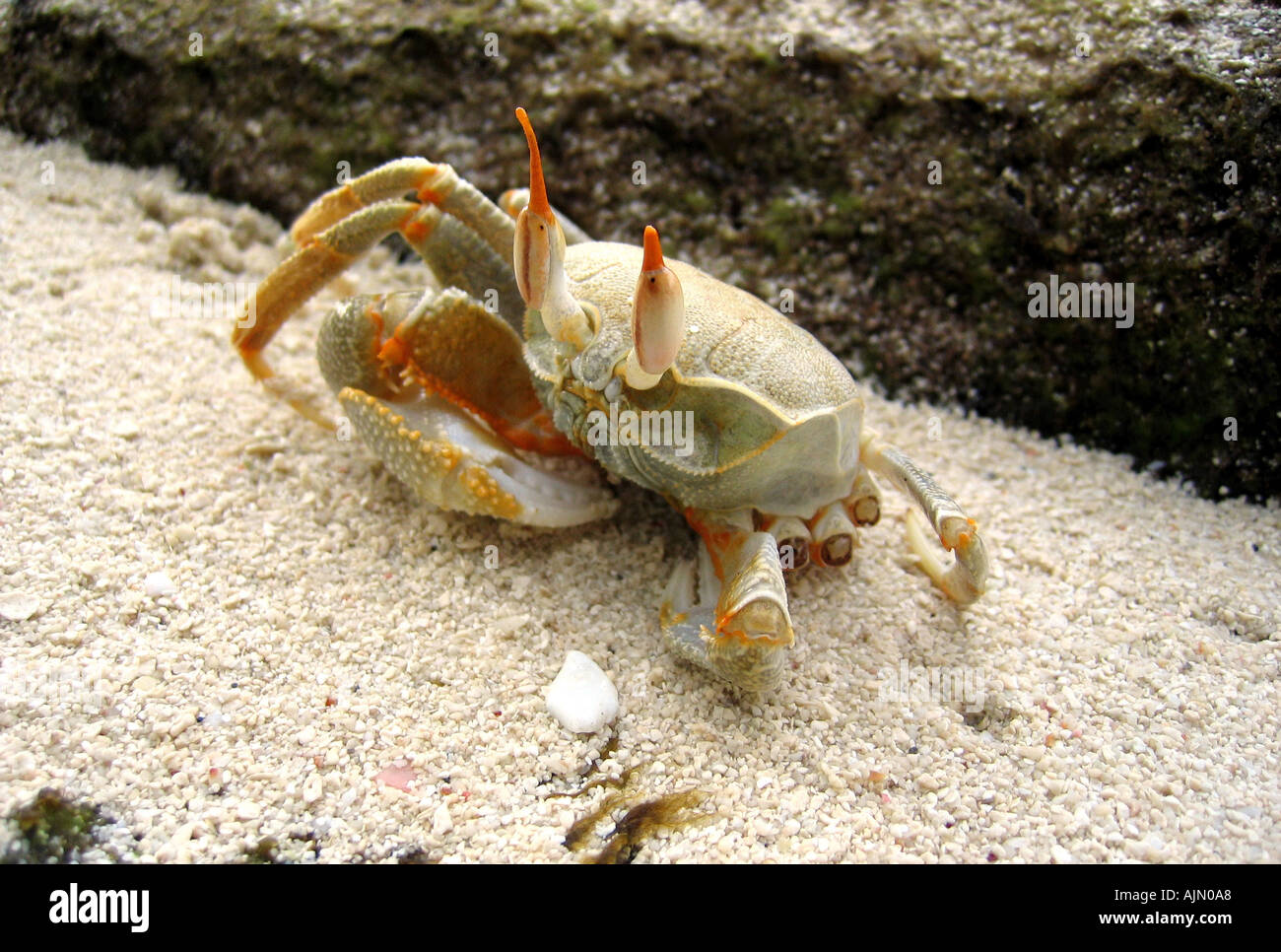 Granchio di mare alle Maldive Foto Stock
