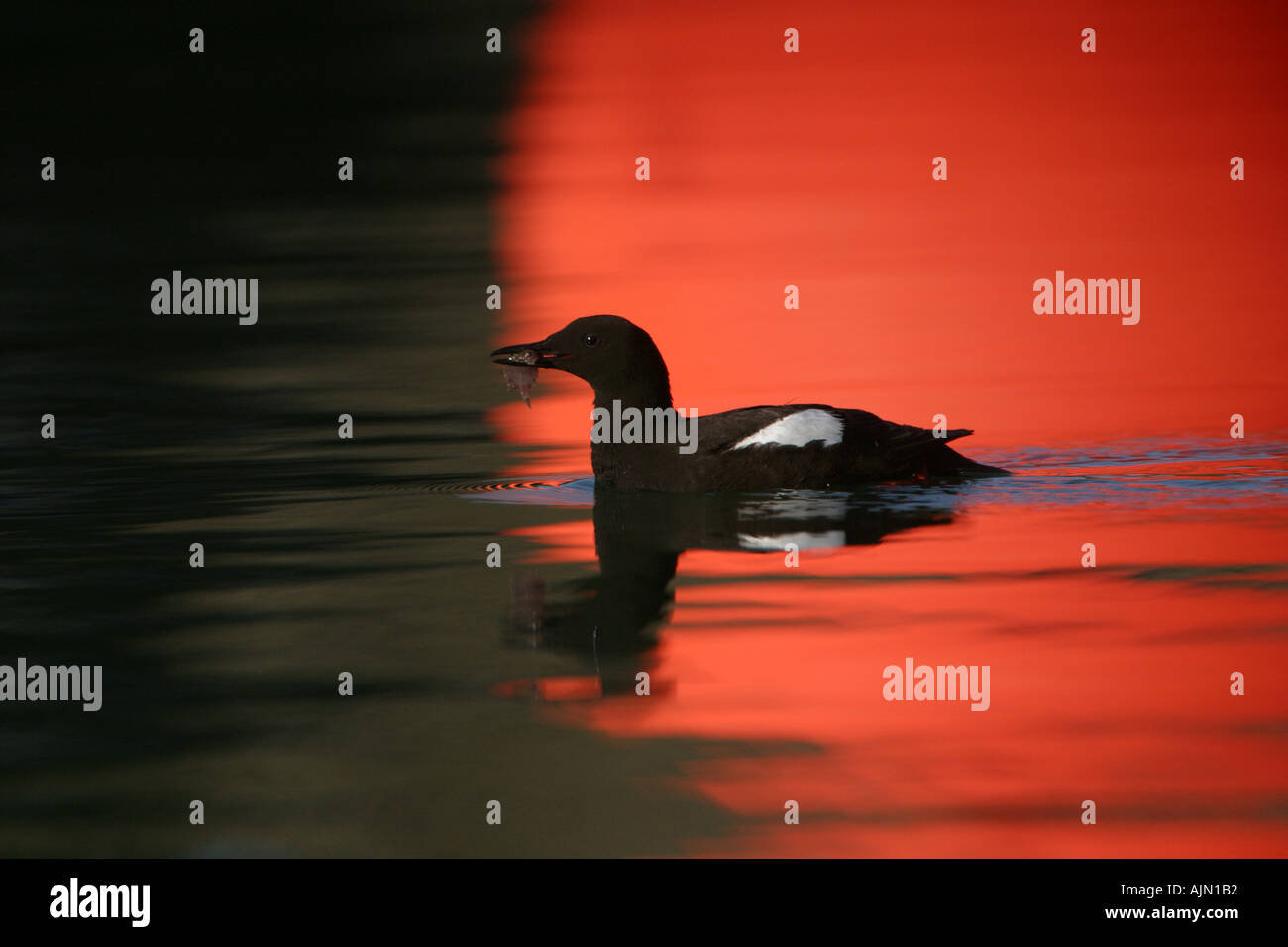 Nero adulto Guillemot sull'acqua la riflessione di rosso bouy Scozia Scotland Foto Stock