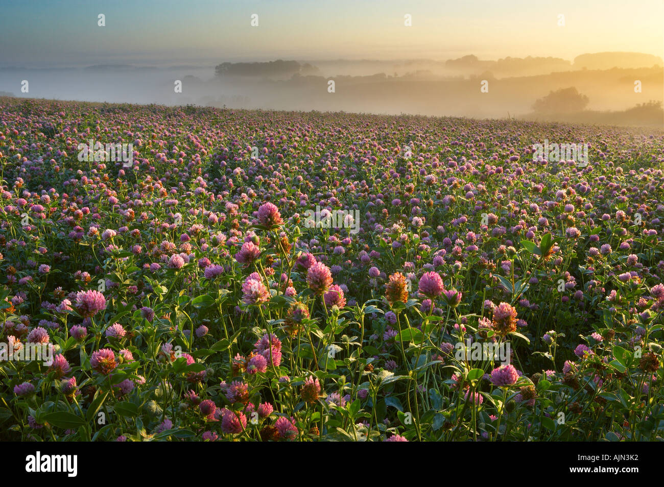 Una nebbiosa alba in un campo di trifoglio vicino Blackford Somerset England Regno Unito NR Foto Stock Una nebbiosa alba in un campo di trifoglio vicino Blackford Somerset England Regno Unito NR Foto Stock