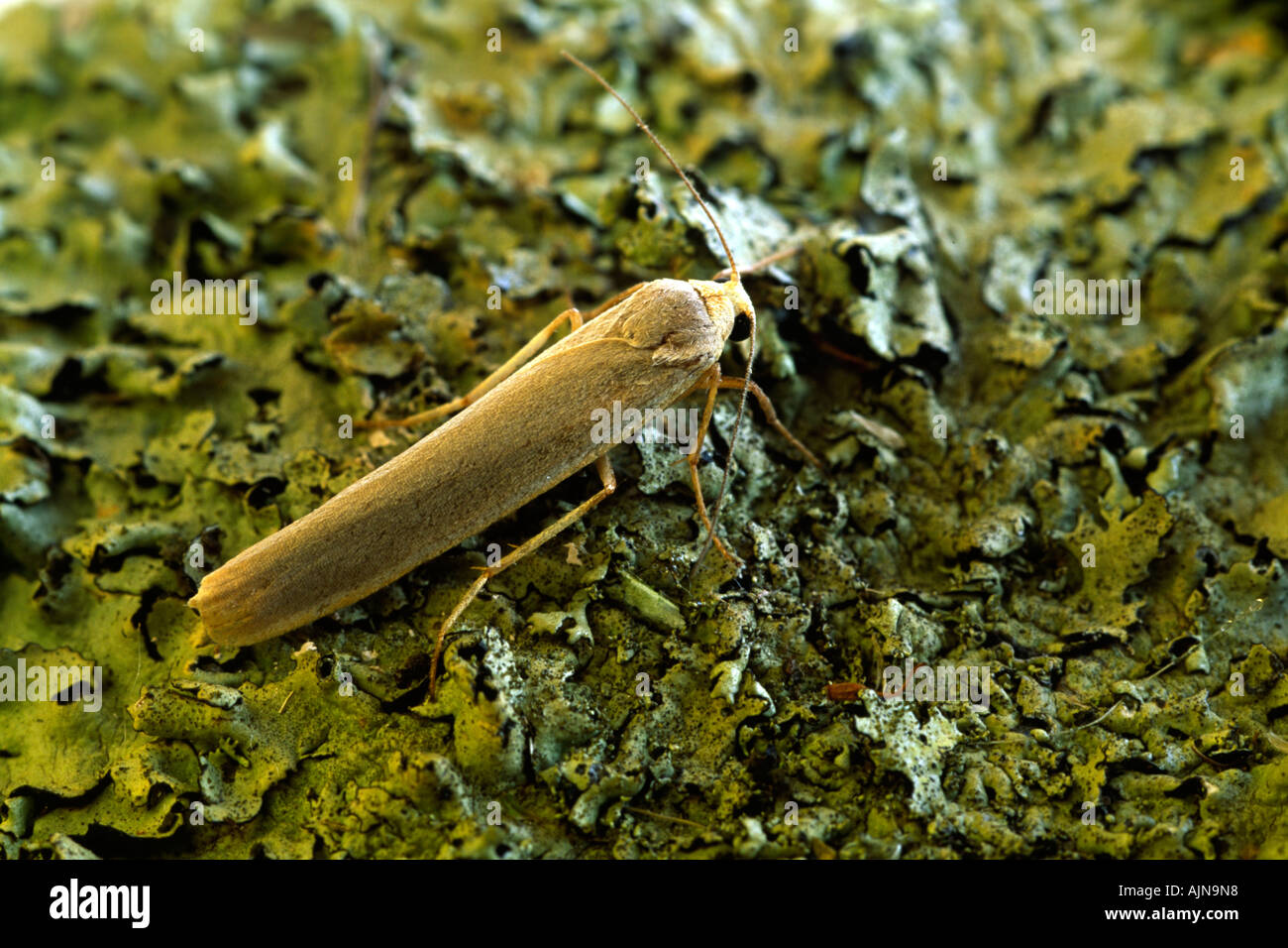 Annoso Fante Tarma (Eilema caniola) sono ' appollaiati su un lichene ramo coperti. Powys, Wales, Regno Unito. Foto Stock