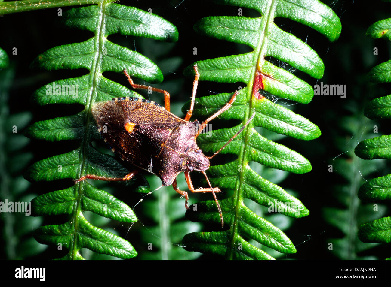 Forest Bug (Pentatoma rufipes) una specie di shieldbug su bracken. Powys, Wales, Regno Unito. Foto Stock
