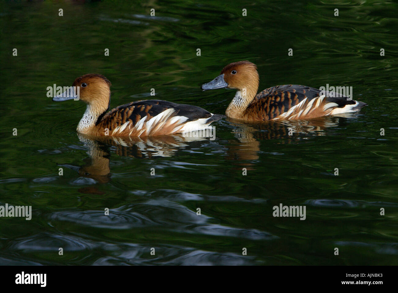 Sibilo Fulvous Duck, Dendrocygna bicolor, coppia sul lago Foto Stock