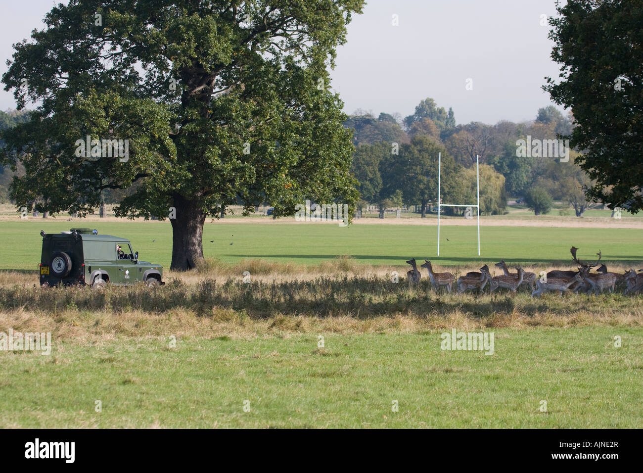 Le autorità la guida Land Rover Auto del Royal Parks e scattare fotografie di cervi Richmond Park London REGNO UNITO Foto Stock