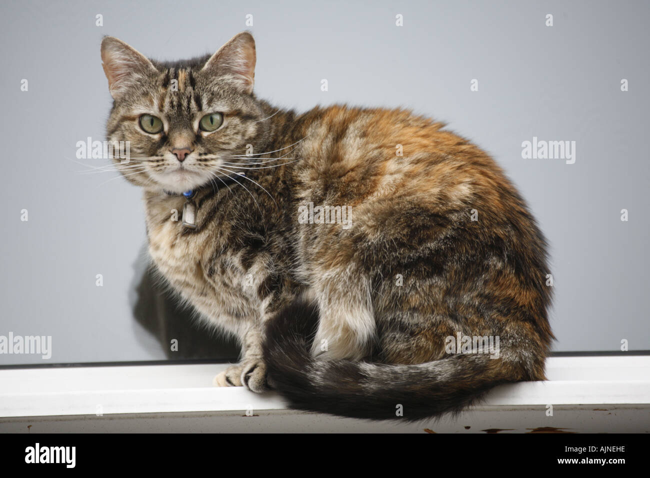 Cat in appoggio sul davanzale Foto Stock