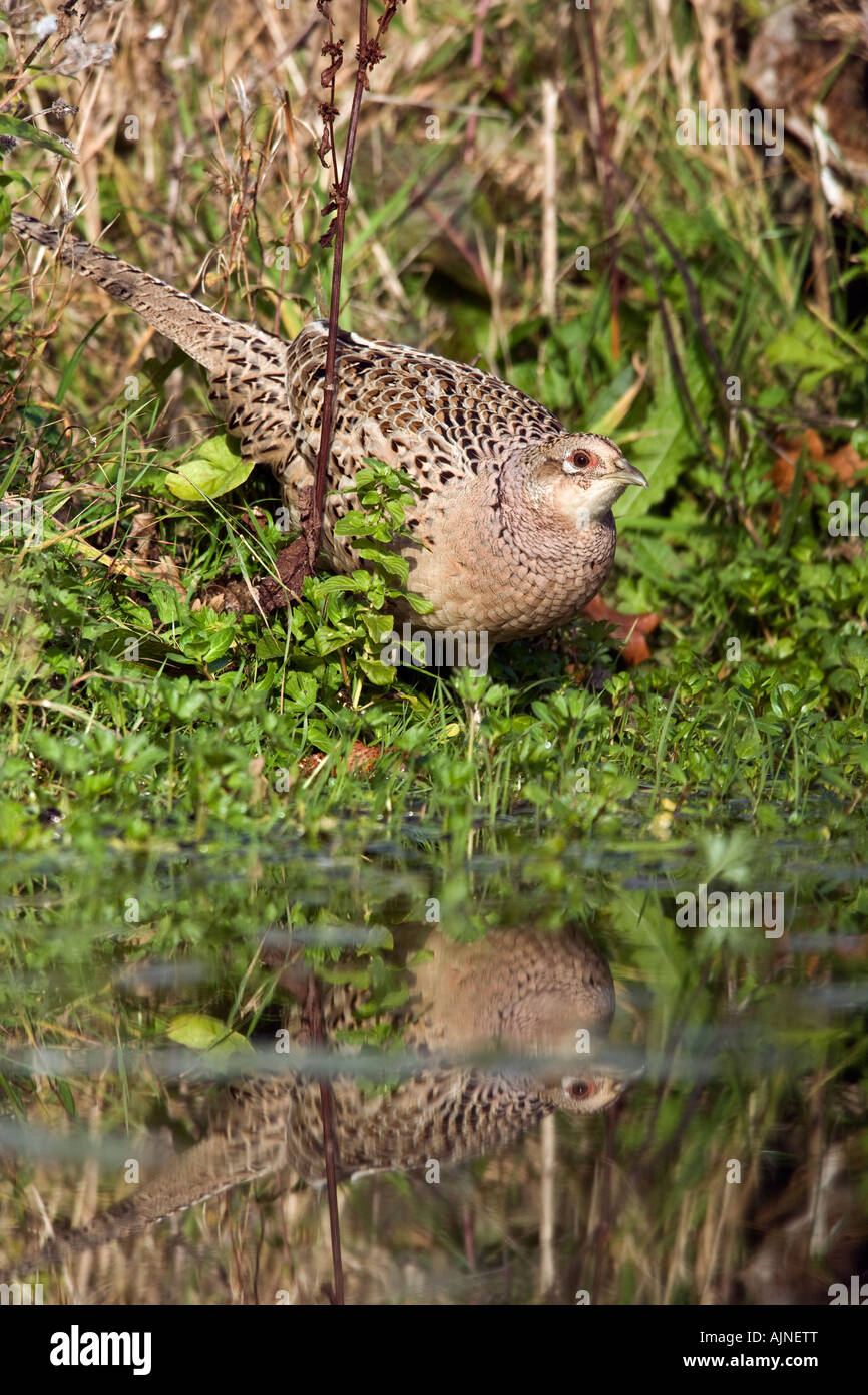 Gallina Fagiana Phasianus colchicus a Stagno di bere con la riflessione in acqua Potton Bedfordshire Foto Stock