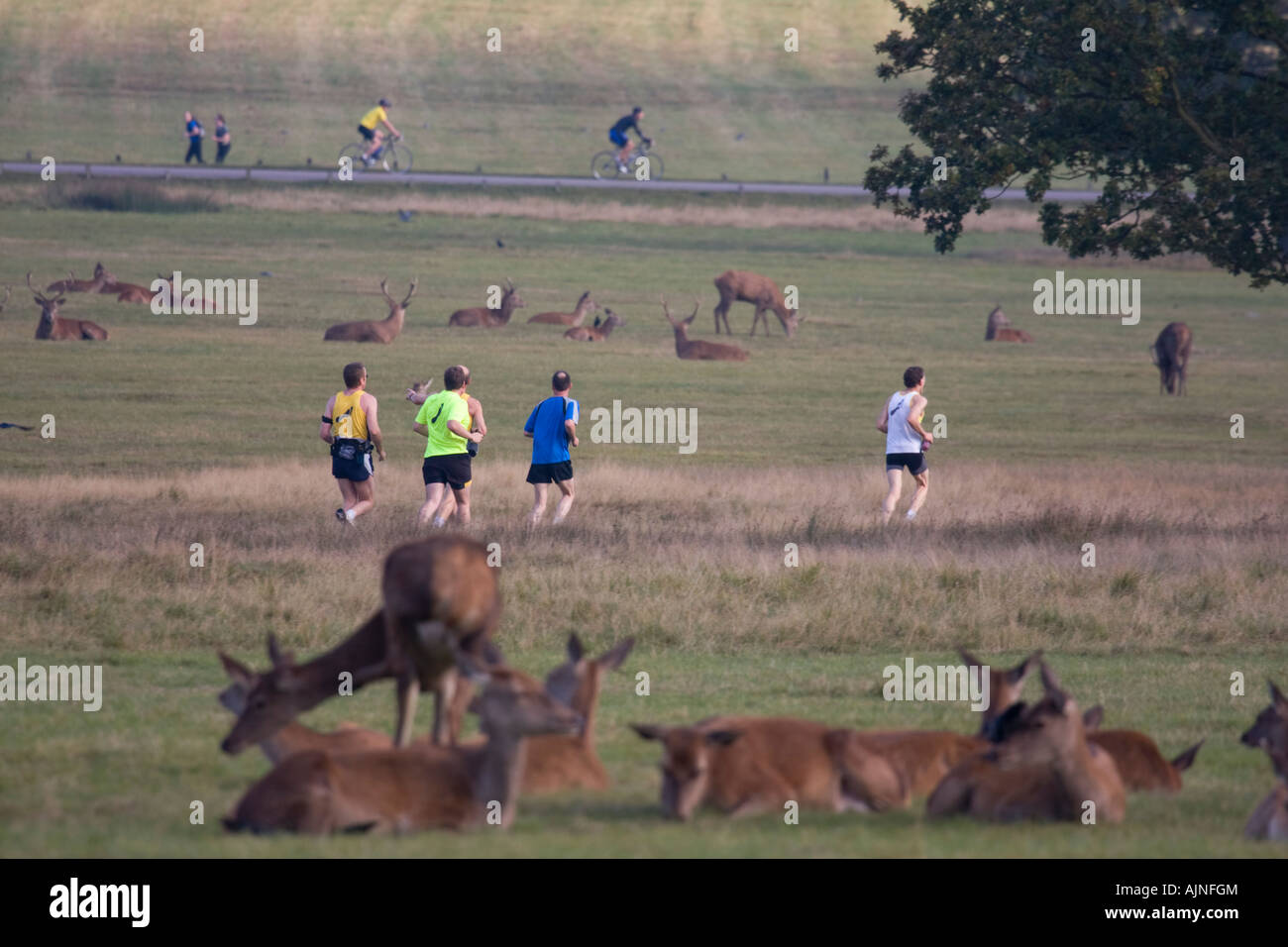 Gli uomini il jogging e la bicicletta circondato da branchi di cervi in Richmond Park Londra Inghilterra REGNO UNITO Foto Stock