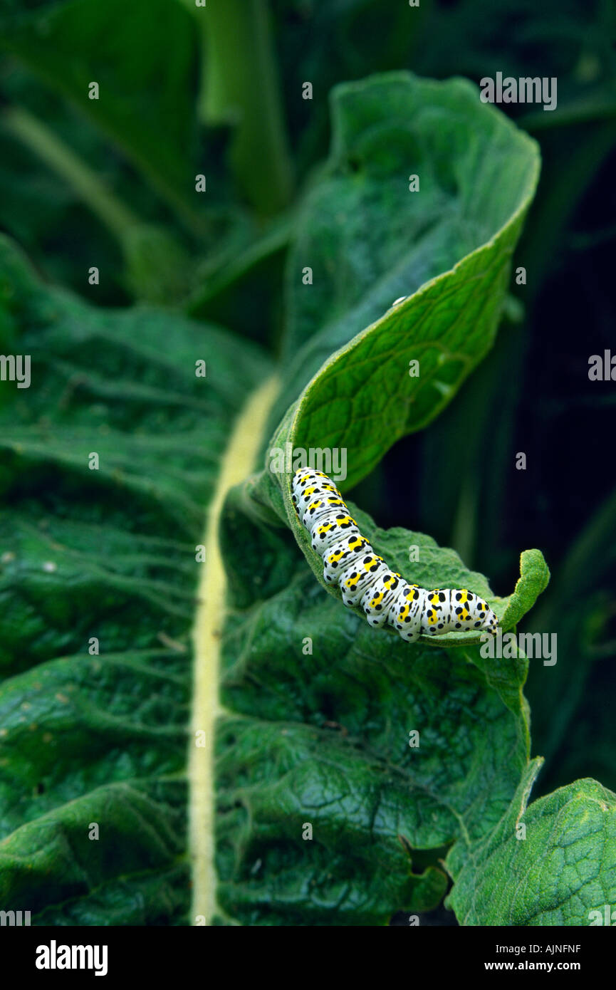Mullein moth caterpillar munching su un angolino leaf Foto Stock