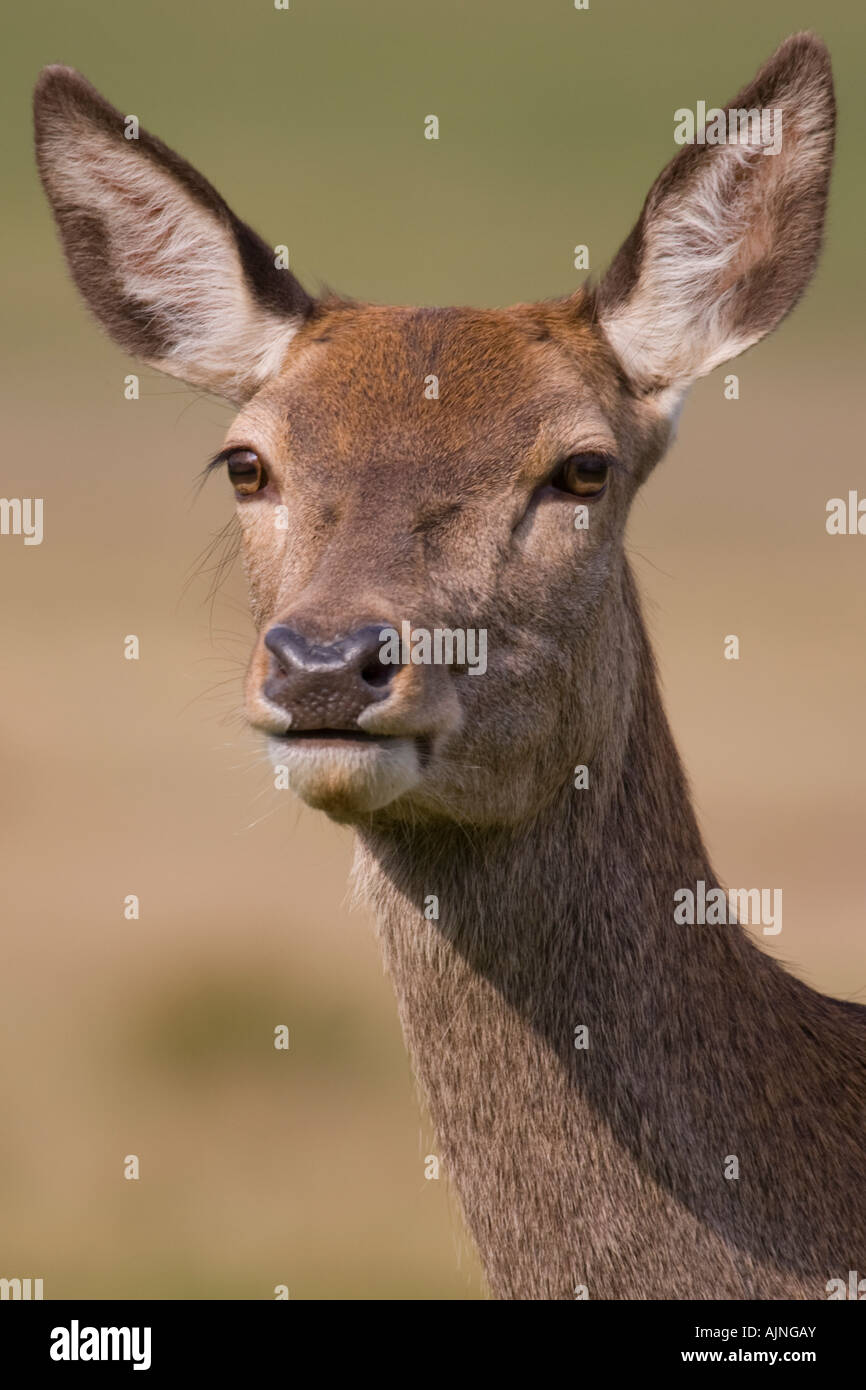 Close-up di rosso cervo femmina Richmond Park Londra Inghilterra REGNO UNITO Foto Stock