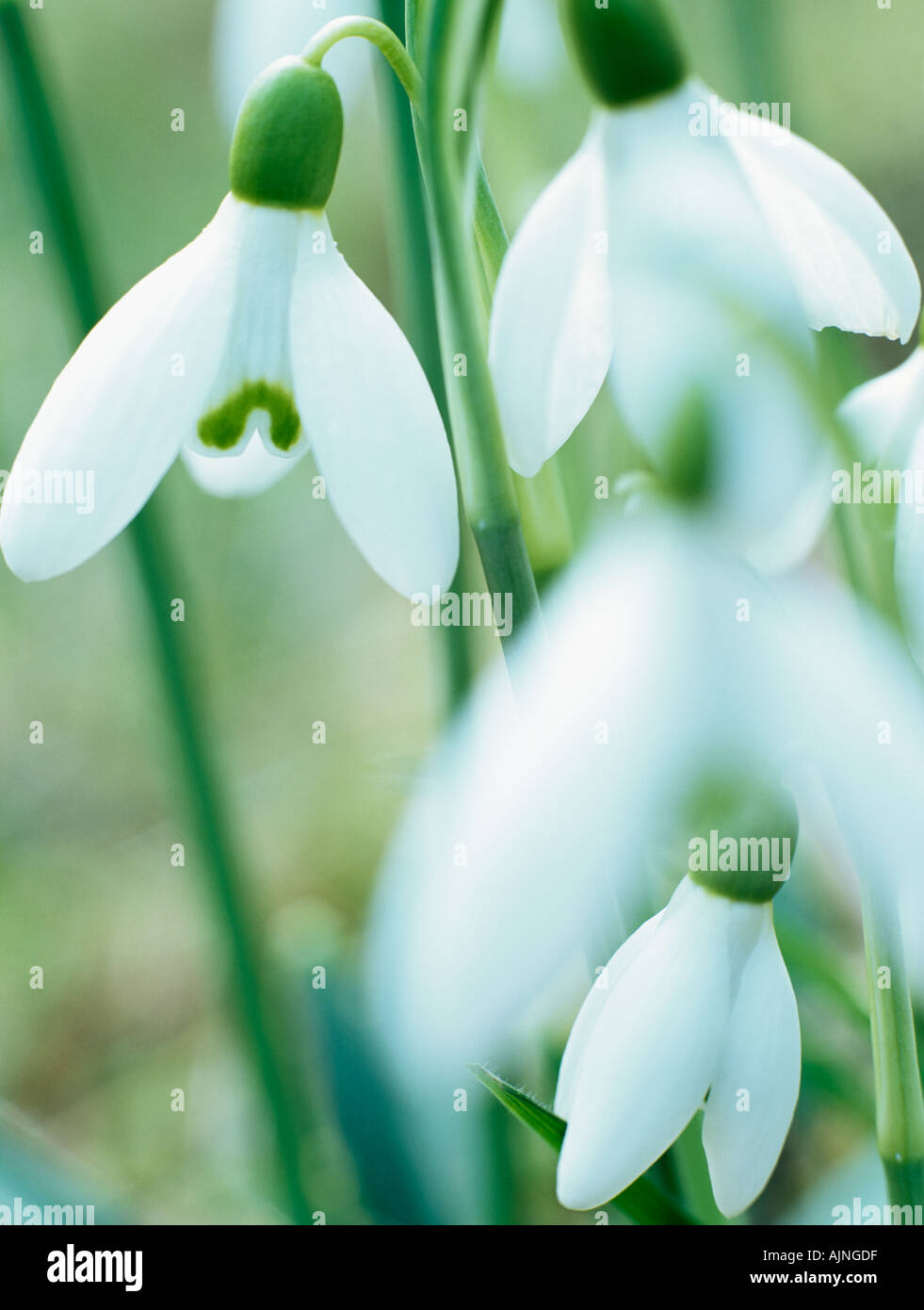 Selvatica nativa bucaneve Galanthus nivalis close up di fiori bianchi con fuori fuoco fiore in primo piano in inverno. Inghilterra Regno Unito Gran Bretagna Foto Stock
