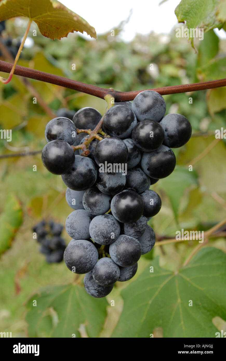 Mature Concord grappolo di uva sulla vite Foto Stock