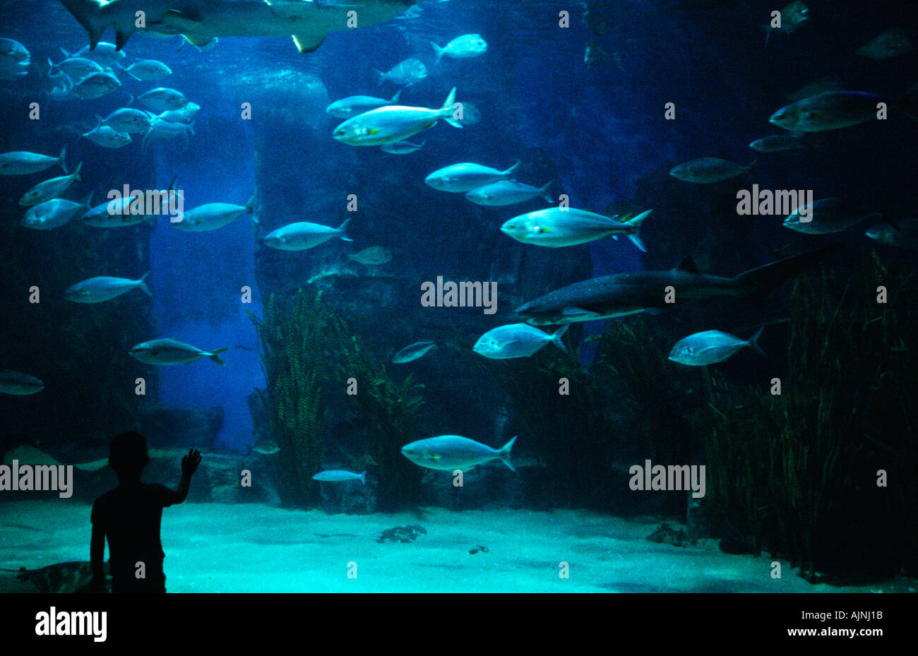 Acquario di Melbourne, Australia Foto Stock