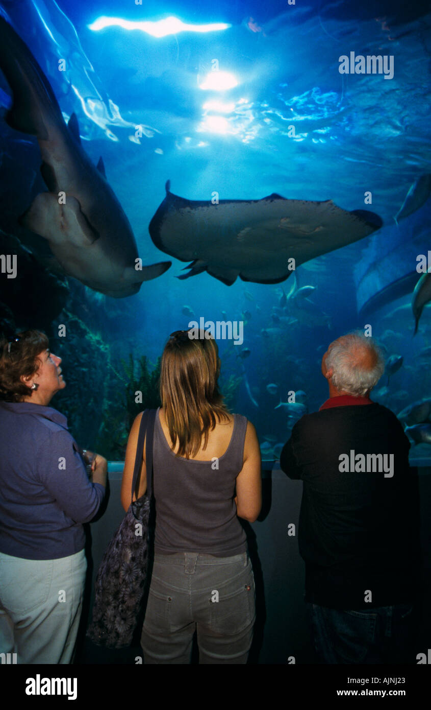 Acquario di Melbourne, Australia Foto Stock