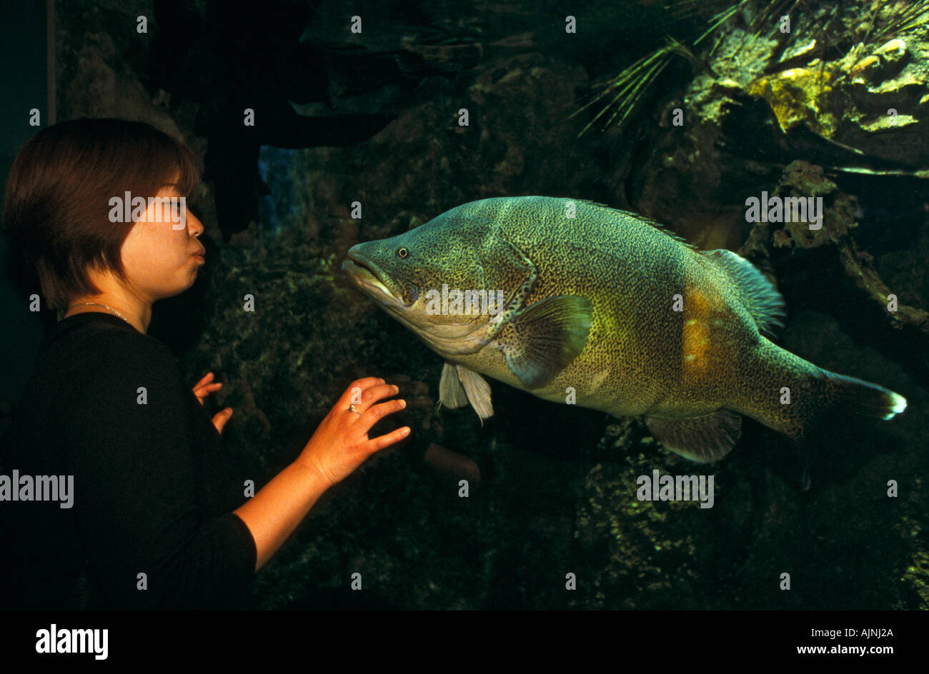 "Murray Cod" , Acquario di Melbourne, Australia Foto Stock