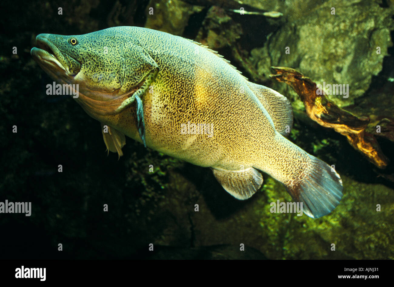 "Murray Cod" Acquario di Melbourne, Australia Foto Stock