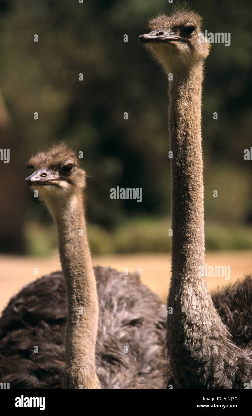 Struzzo lo Zoo di Melbourne Royal Park Melbourne Victoria Australia verticale di Struthio camelus Foto Stock