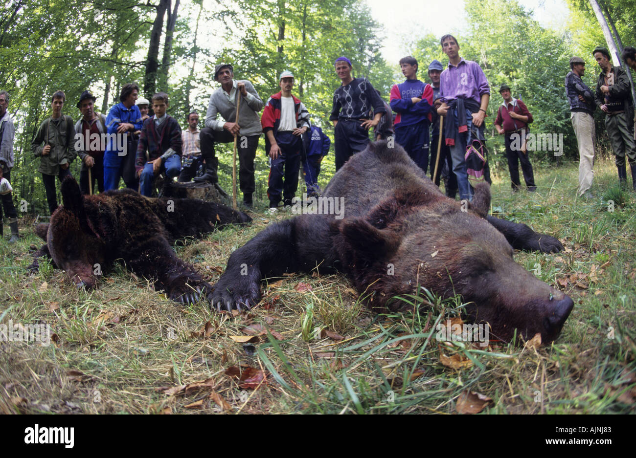 Europeo morto orso bruno con i cacciatori, Domnesti, Carpazi, Romania Foto Stock