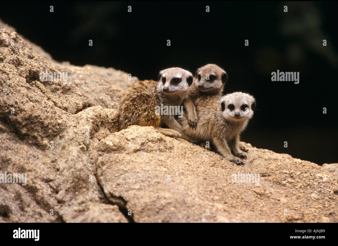 Meerkats, lo Zoo di Melbourne Foto Stock