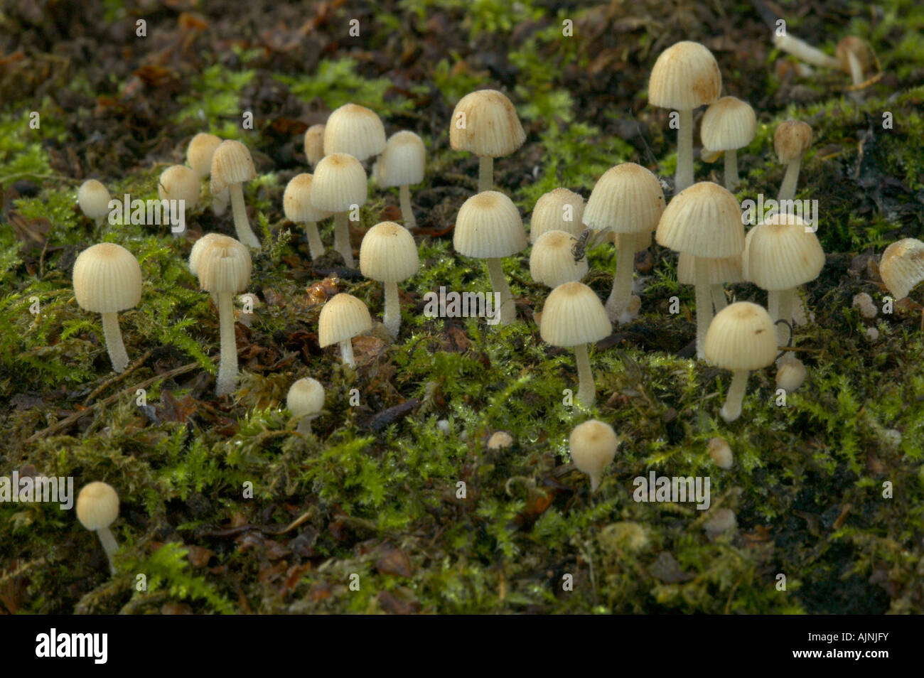 Funghi di Bosco Foto Stock