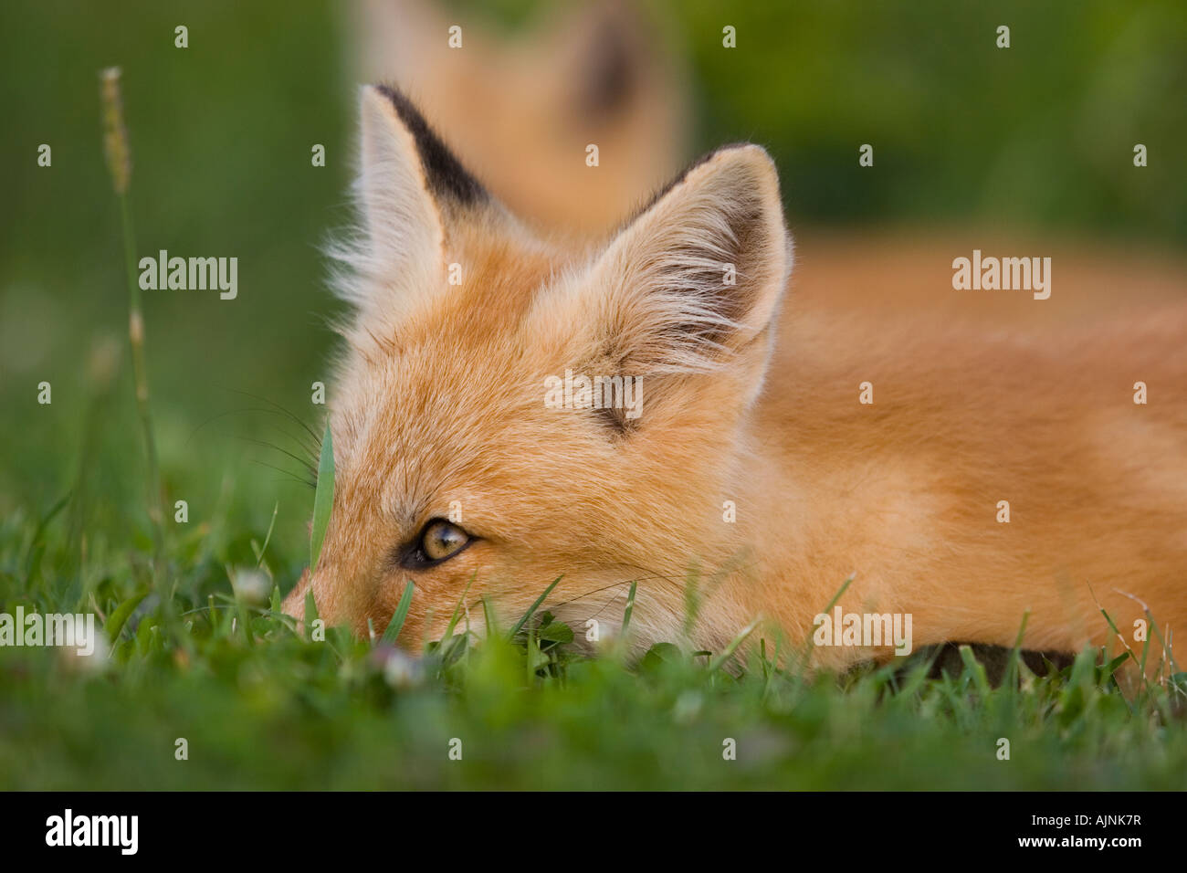 Giovani red fox, punto Prim, Prince Edward Island, Canada Foto Stock