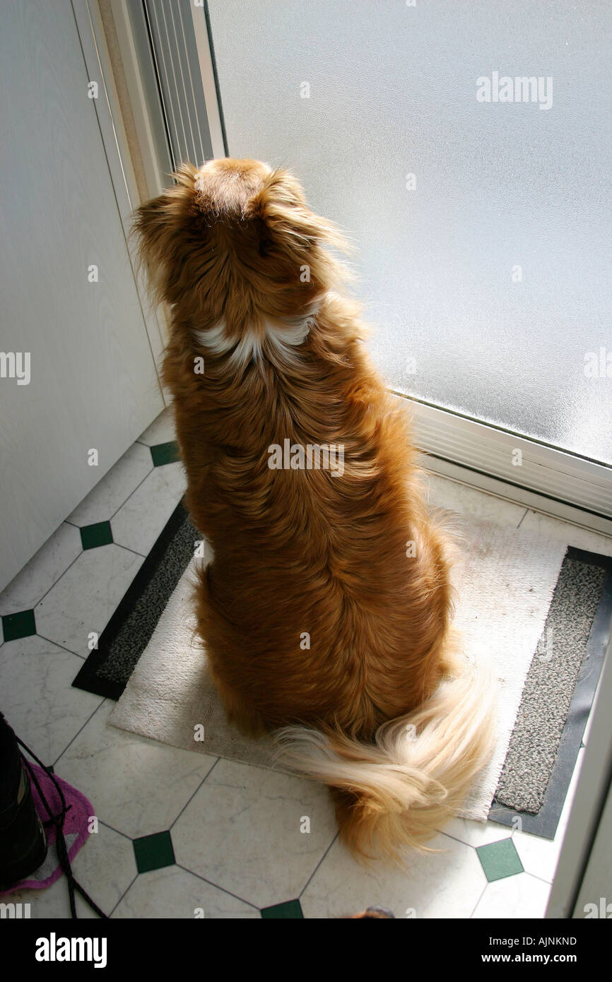 Razza cane in attesa presso la porta Mischlingshund wartet un Tuer Foto Stock
