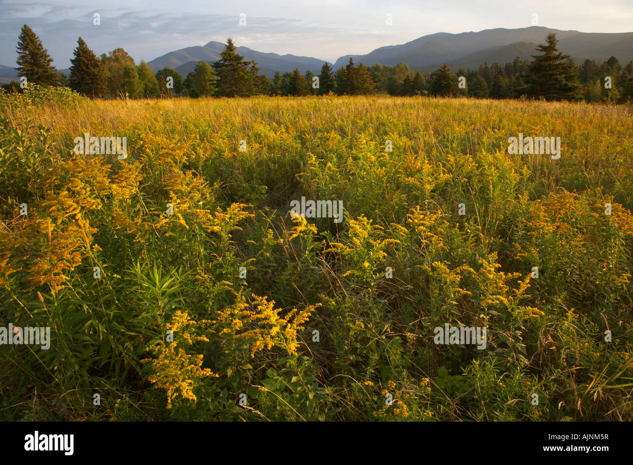 Picchi elevati in tutto il campo della Verga d'oro nelle Montagne Adirondack, New York Stati Uniti Foto Stock