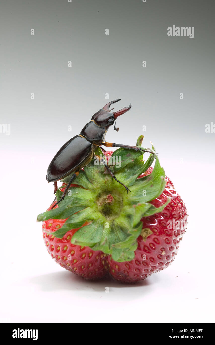 Stag Beetle Foto Stock