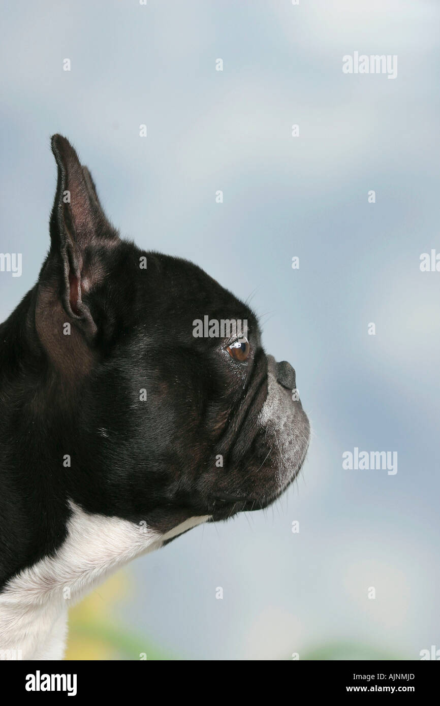 Bulldog francese lato profilo Franzoesische Bulldogge Französische Bulldogge Profil seitlich Foto Stock