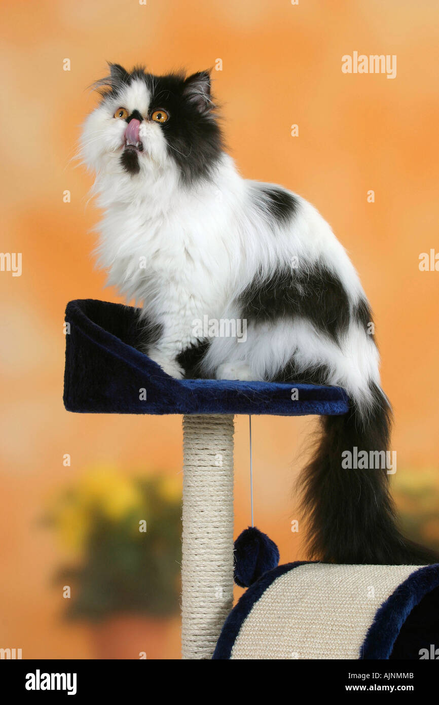 Gatto persiano tomcat bianco nero leccare la sua bocca Perserkatze Kater schwarz weiss auf Katzenbaum leckt sich das Maul Foto Stock