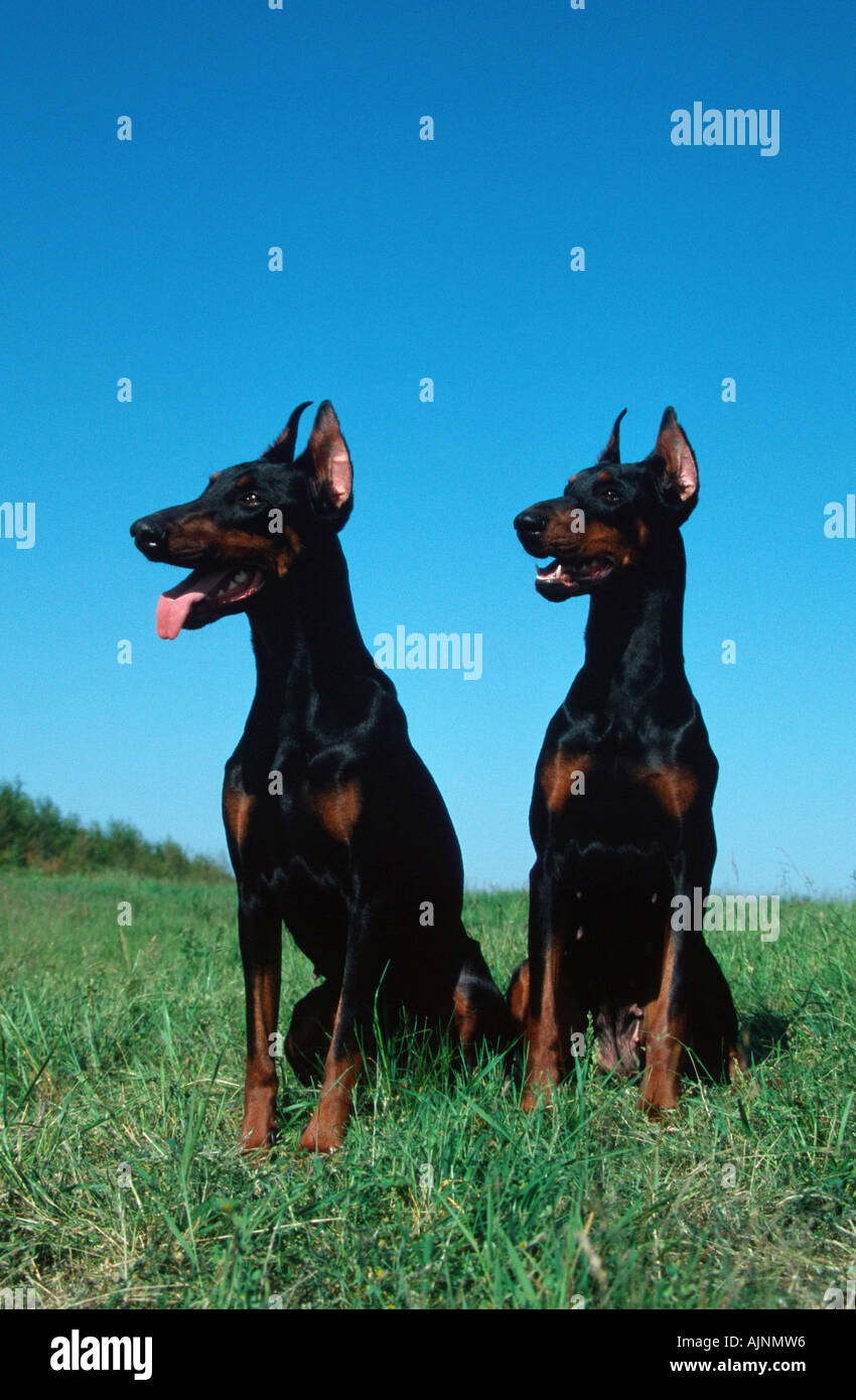 Dobermann Pinscher orecchie Foto Stock