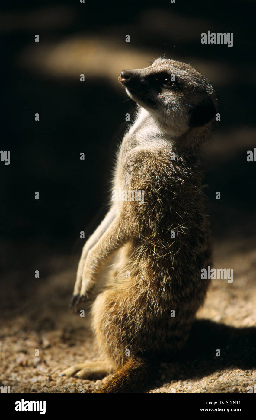 Meerkat, lo Zoo di Melbourne Foto Stock