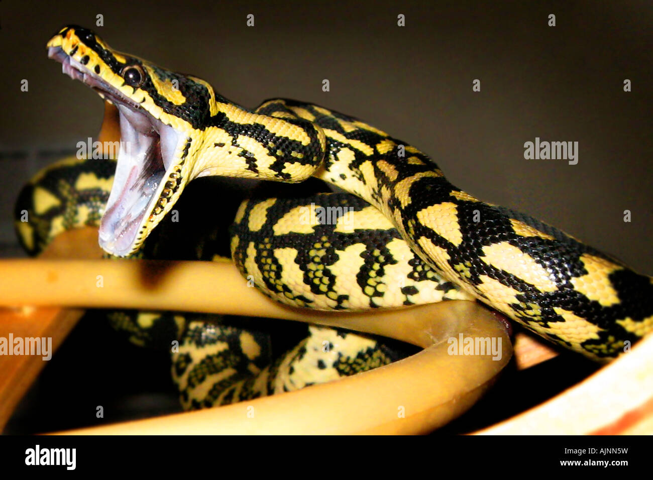 Nero e Giallo jungle python con le sue zanne fuori e la bocca spalancata sulla appeso un rack, mortale serpente velenoso Foto Stock