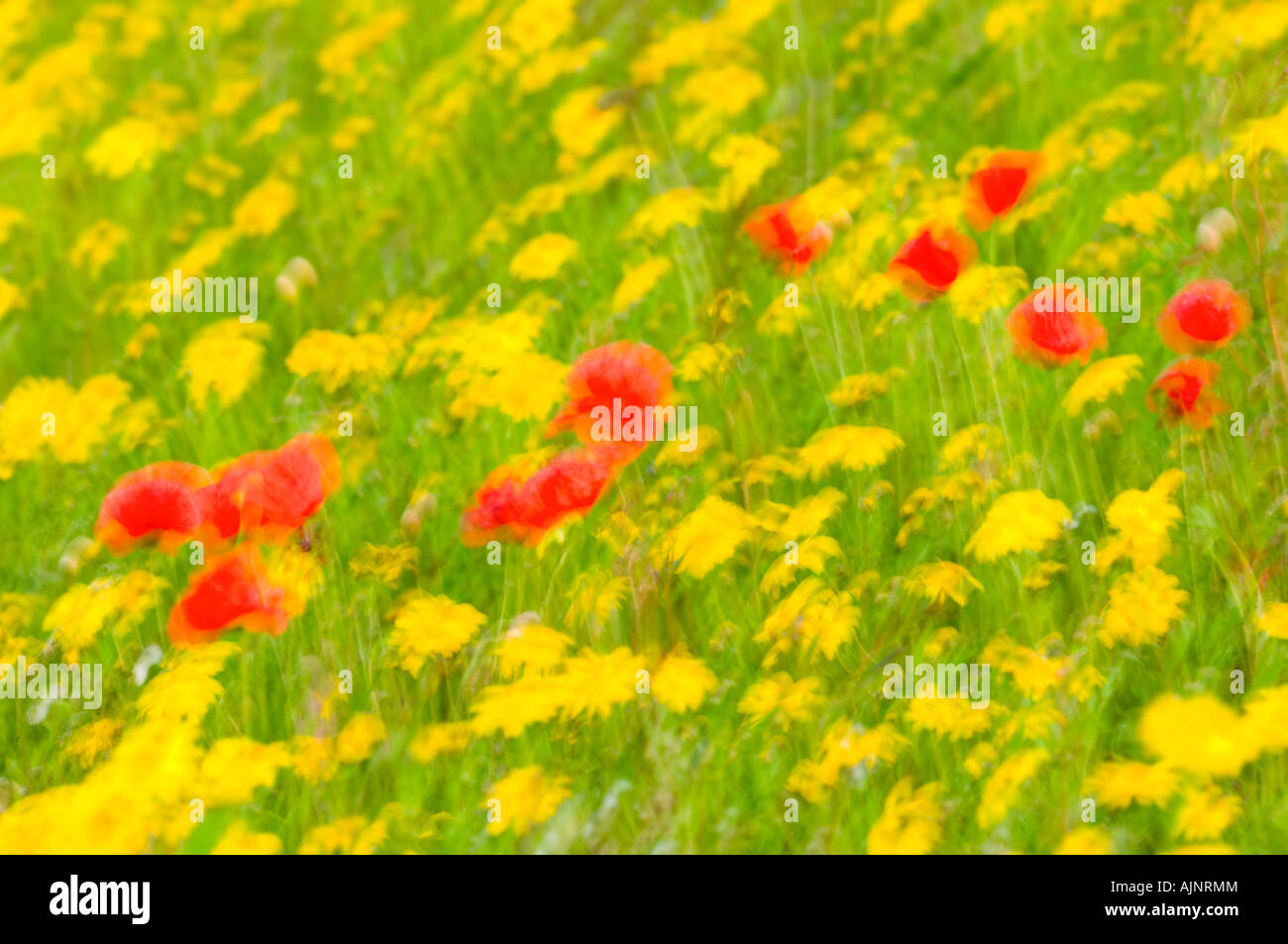 Impressione di papavero comune e il mais Le calendule Foto Stock