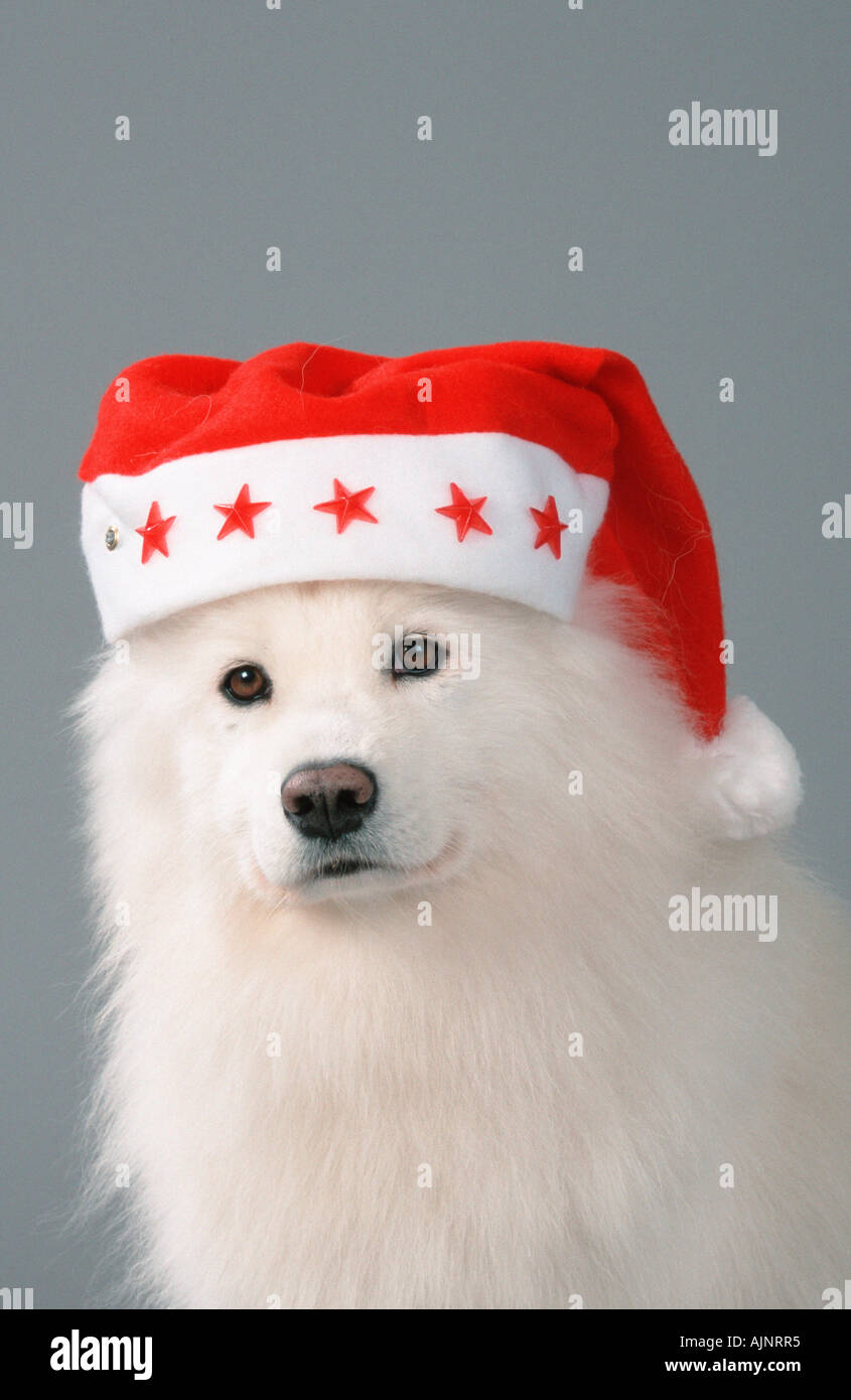 Samoiedo con cappello di Natale Foto Stock