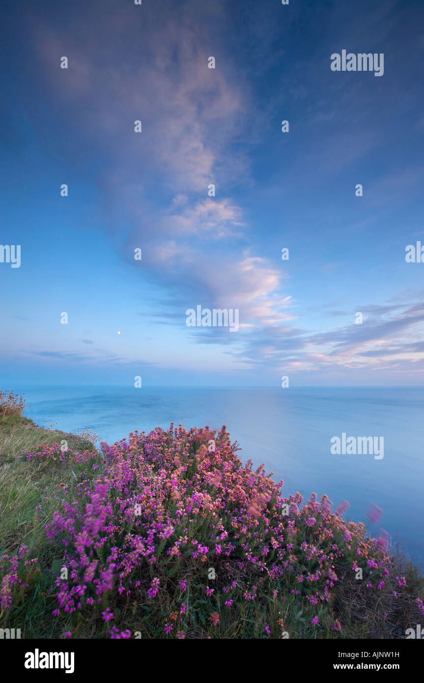 La luna e heather sul ciglio della scogliera del Golden Cap al crepuscolo, Jurassic Coast, Dorset, Inghilterra, Regno Unito. (NR) Foto Stock